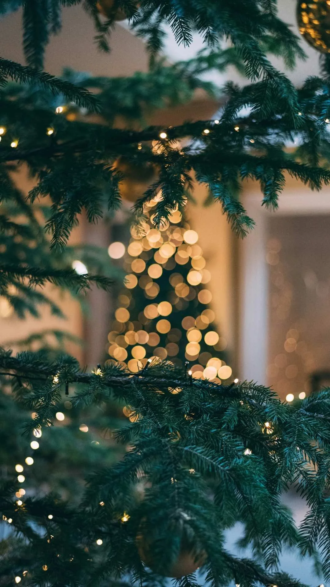 Evergreen branches with blurred Christmas lights in the background.