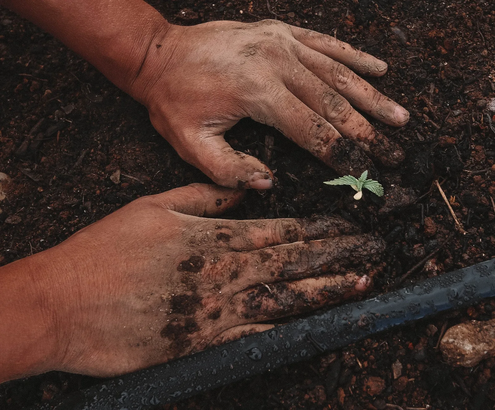 Planting for a Harvest