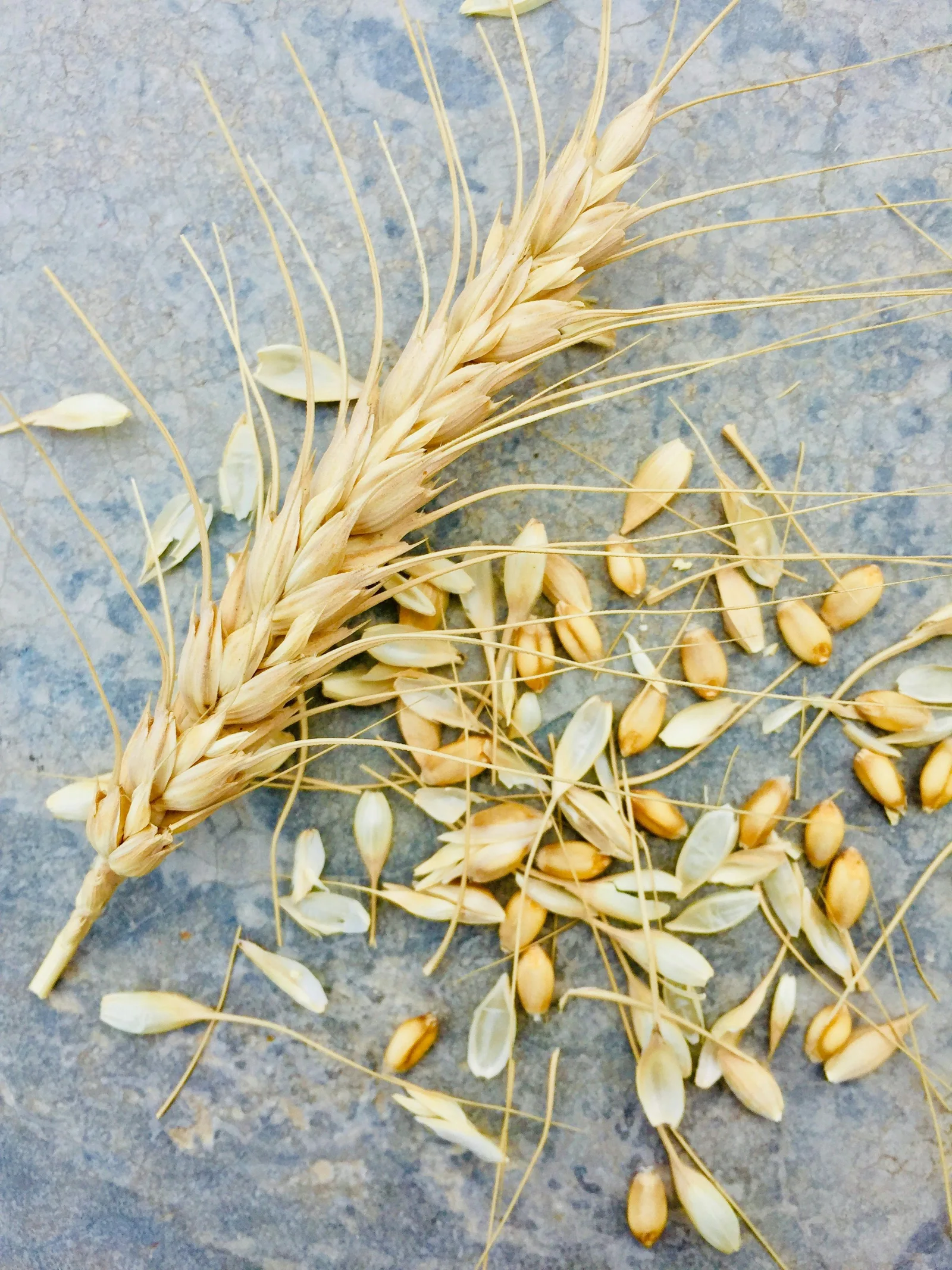 Stalks of grain and scattered kernels on a textured surface.